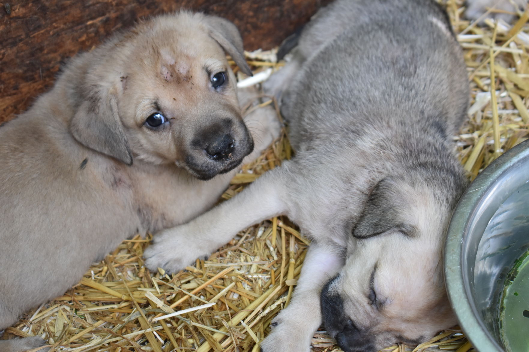LPD Animal Services Hoarding